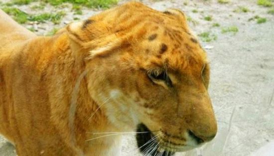 狮虎兽和虎狮兽的区别 为什么虎狮兽比狮虎兽更为珍贵