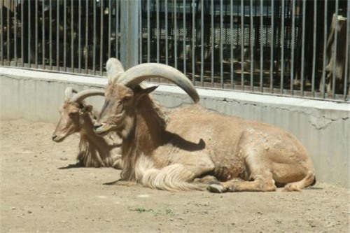 蛮羊 一种分布在埃及大西洋地区的生物喜欢干旱地区生活