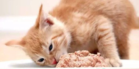 猫咪吃食少是什么原因