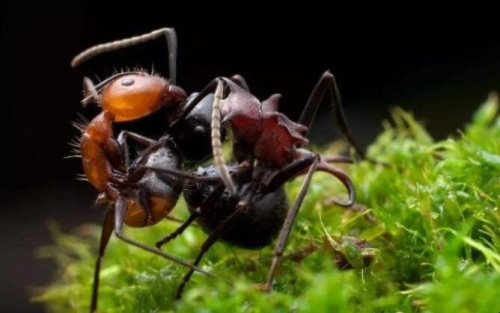 什么蚂蚁适合做宠物