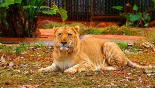 狮虎兽和虎狮兽的区别 为什么虎狮兽比狮虎兽更为珍贵