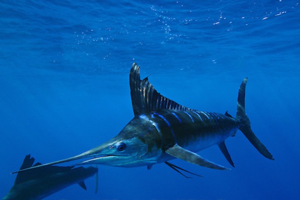 条纹四鳍旗鱼:长有帆状的鱼鳍体长可达4.2米