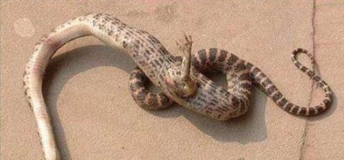 厚针龙疑似蛇的祖先 证明了原来蛇真的有脚