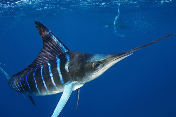 条纹四鳍旗鱼:长有帆状的鱼鳍体长可达4.2米