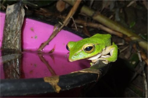 翡翠树蛙 属于树蛙科生物 喜欢在亚热带生存