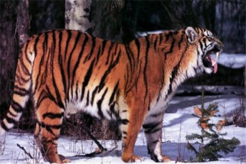 爪哇虎 原产地为爪哇岛属于热带岛屿虎