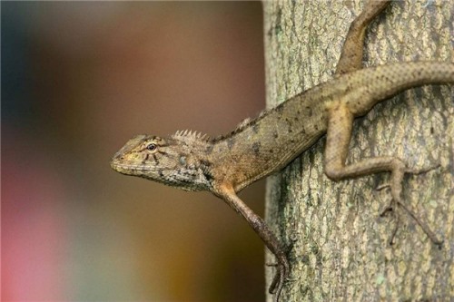 变色树蜥 一种可以养殖的蜥蜴身体颜色会变化