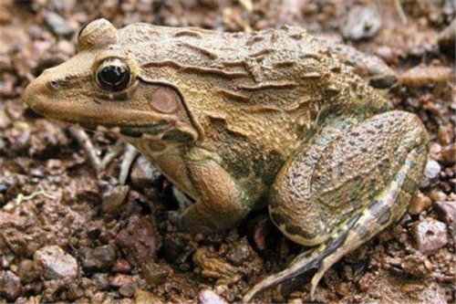 虎纹蛙 叉舌蛙科、虎纹蛙属动物外表有虎斑