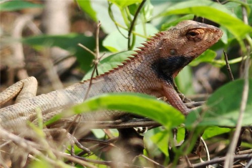 变色树蜥 一种可以养殖的蜥蜴身体颜色会变化