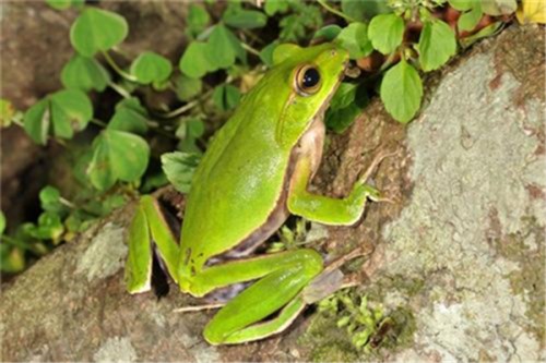翡翠树蛙 属于树蛙科生物 喜欢在亚热带生存