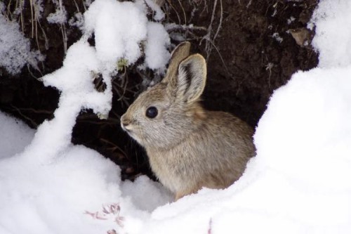 侏兔:北美洲最小的兔子仅1斤重/一只手掌就能握住