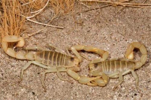 中华狼蝎介绍 主要生活在热带地区体型很小