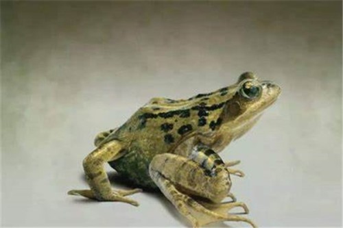 虎纹蛙 叉舌蛙科、虎纹蛙属动物外表有虎斑