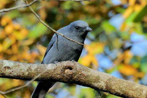 巽他鹃鵙:一种通体黑灰色的山椒鸟居于东南亚而得名