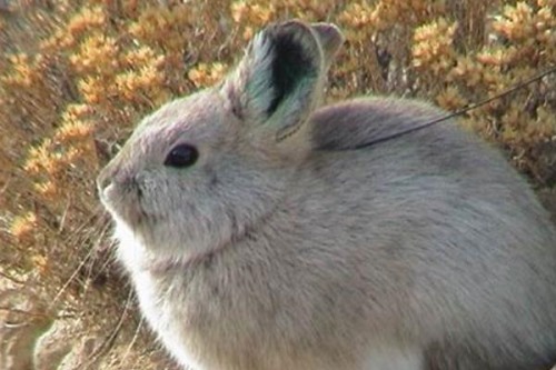 侏兔:北美洲最小的兔子仅1斤重/一只手掌就能握住