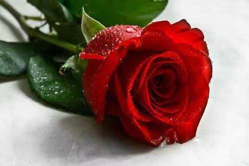 玫瑰花不仅能美容养颜它还有这10种功用