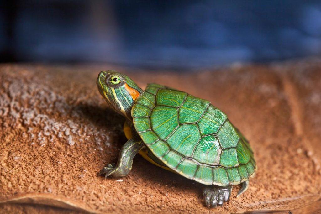 8种方法分别成年乌龟性别，混合使用更有效（如何分辨乌龟性别）