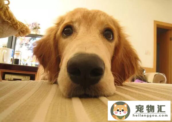狗狗的乳头变黑色怎么回事（狗狗乳房发黑是怎么回事）