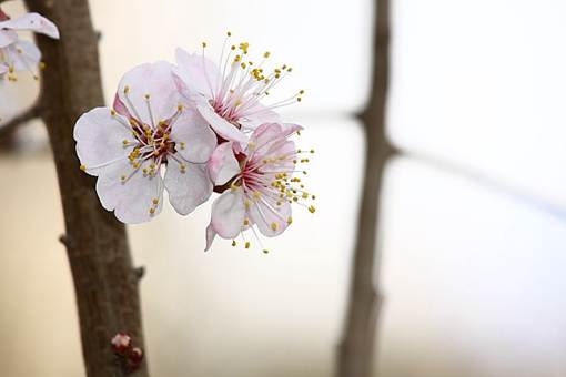关于描写春分时节的诗有哪些?