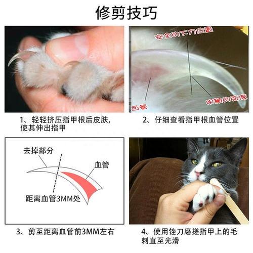 给猫咪剪指甲并不难！掌握简单5个技巧，不需要去宠物店了（如何给猫剪指甲不被抓）
