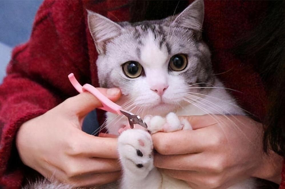 给猫咪剪指甲并不难！掌握简单5个技巧，不需要去宠物店了（如何给猫剪指甲不被抓）