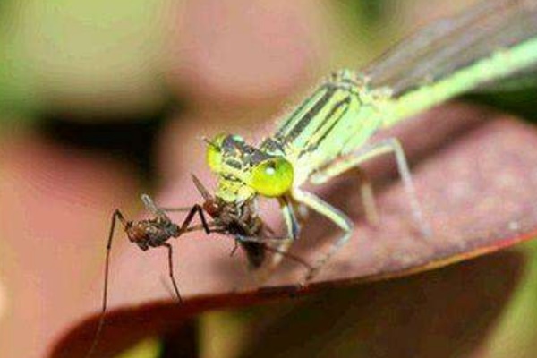 蚊子的天敌是什么?蜻蜓1小时吃840只蚊子最大克星