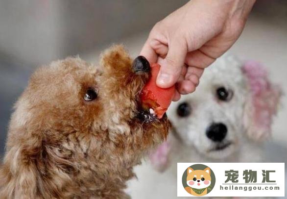 小狗吃红薯行吗(小狗吃红薯好不好)