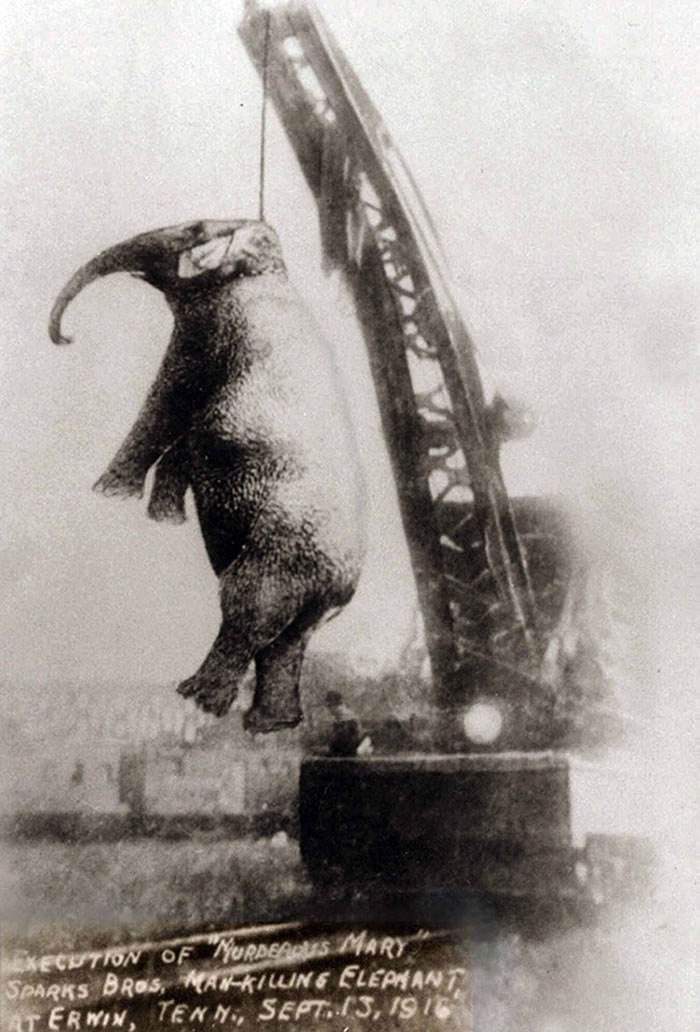 大象玛丽被当众吊死是怎么回事?