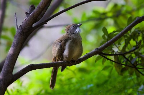 白喉冠鹎 群鸟叫声高昂 长仅19厘米羽冠又细又长