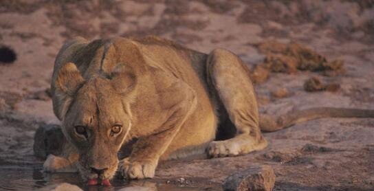 史上体形最大的猫科动物 揭秘洞狮灭绝的原因