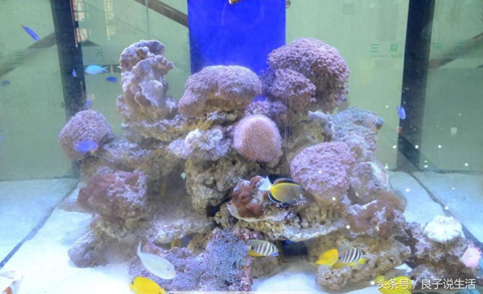 很多鱼友问鱼缸造景的珊瑚咋清洗？今天我们就来详细的说一说（鱼缸里的珊瑚脏了怎么清洗）