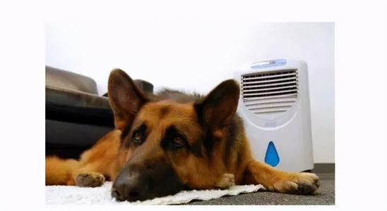 夏季气温高，给狗狗解暑的几个小妙招，很实用（天热狗狗怎么避暑）