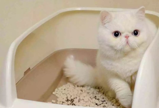 为什么猫咪喜欢玩猫砂 如何防止猫咪玩猫砂