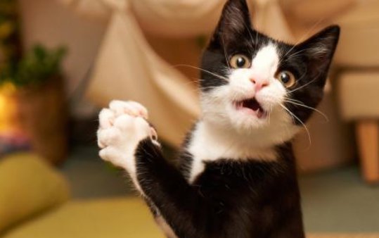 猫咪吃猫砂会中毒吗 猫砂可能引发主人过敏吗？