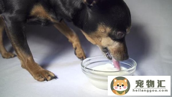 成年狗狗喝纯牛奶可以吗(成年狗狗可以喝鲜牛奶吗)