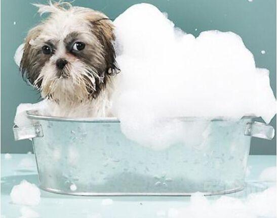 什么时候给幼犬洗澡？如何给幼犬清洁？