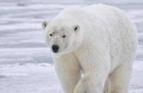 北极十大代表动物 第八迁徙达7万公里,第五常被猎杀