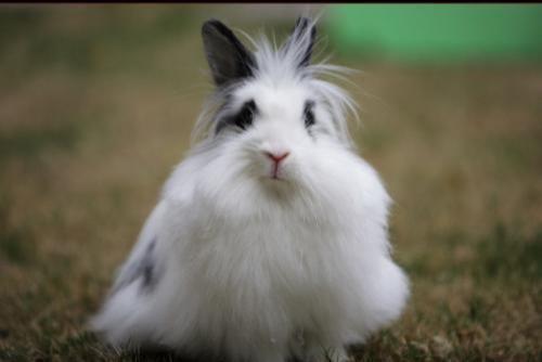 宠物兔品种有哪些？受欢迎的是哪几种兔兔？