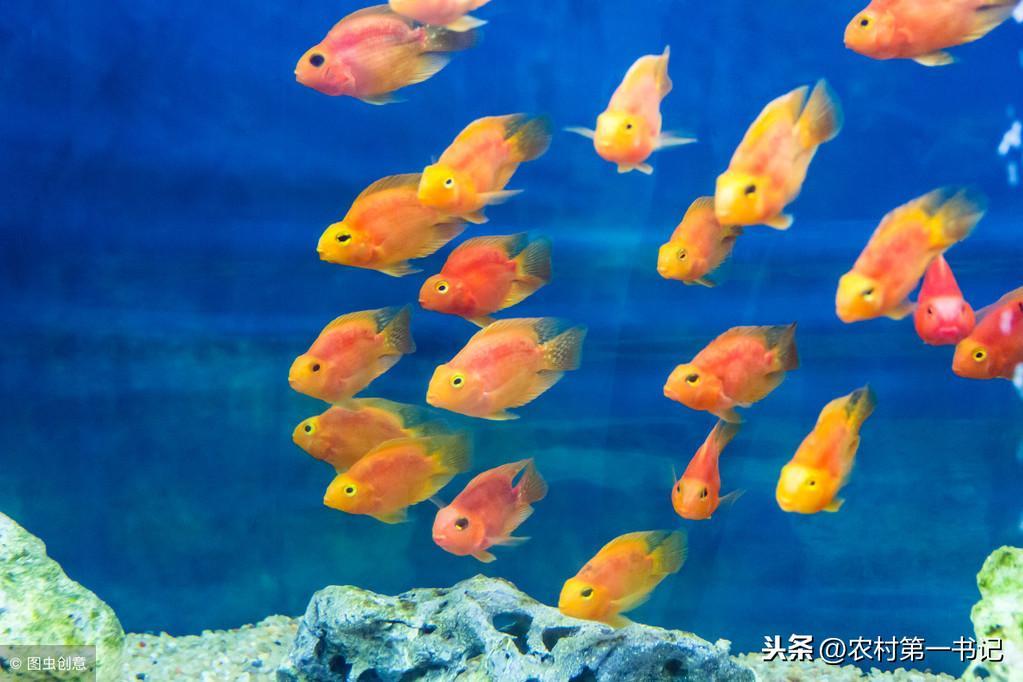缤纷绚丽的鹦鹉鱼怎么养才能让它更红？5个方法帮你区分公母！（鹦鹉鱼如何养殖）