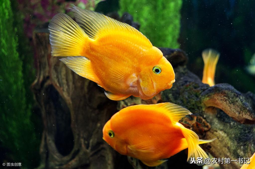 缤纷绚丽的鹦鹉鱼怎么养才能让它更红？5个方法帮你区分公母！（鹦鹉鱼如何养殖）