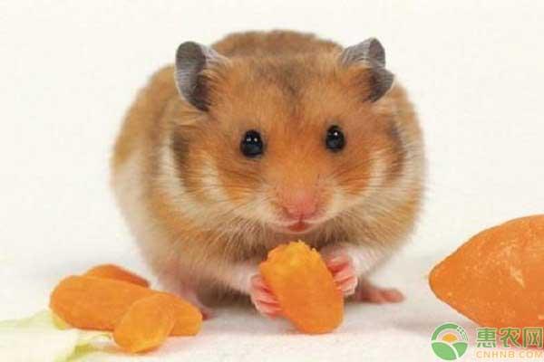 盘点常见的宠物仓鼠品种，它们的外形特征和性格是怎样的？