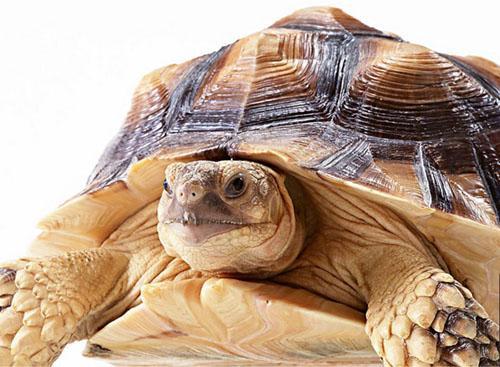 乌龟的寿命到底有多长？介绍一下乌龟的寿命