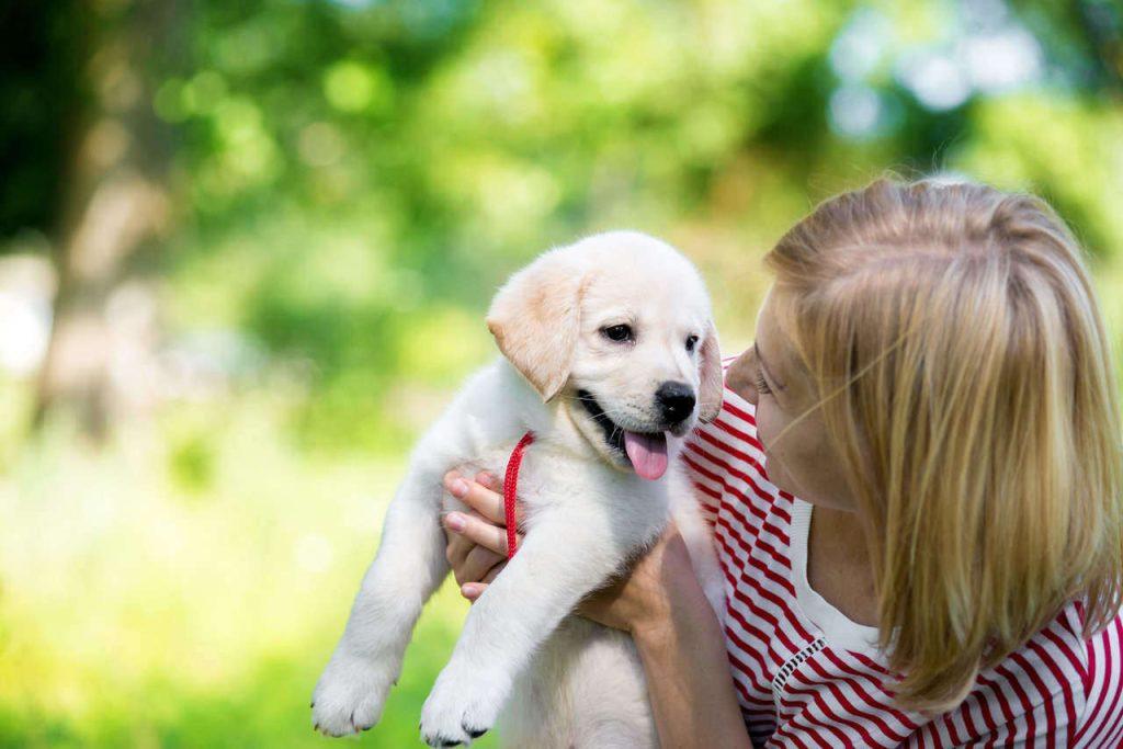 怎样训练狗狗在户外大小便？教狗狗在户外大小便的6个步骤