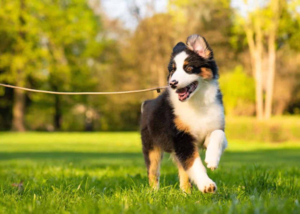 怎样训练狗狗在户外大小便？教狗狗在户外大小便的6个步骤