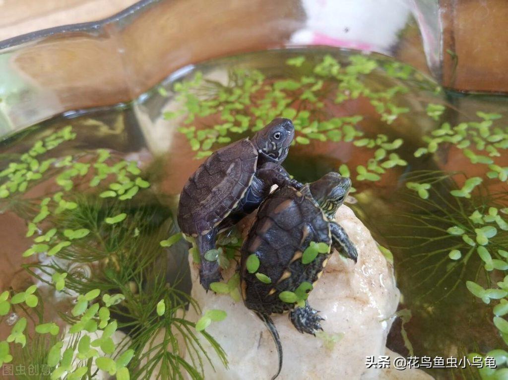 小乌龟的食性如何？乌龟平常该怎么喂养？