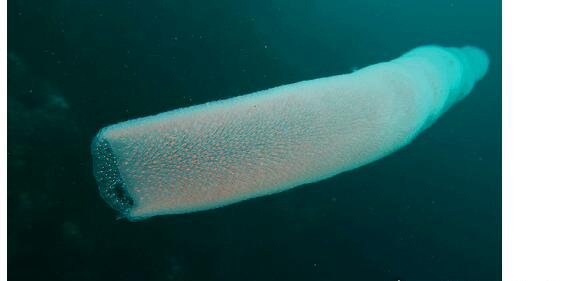 世界上最长的虫子 海底火体虫(最长可以长到30米)