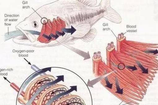 古代渔民是如何保证鱼新鲜的?弓鱼技术是什么?