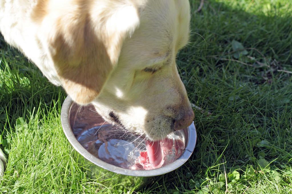 狗狗呕吐拉稀不一定要吃药！可以调整狗狗的饮食和饲喂方式