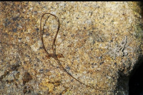 假体腔动物 常见的寄生虫线虫就是假体腔动物
