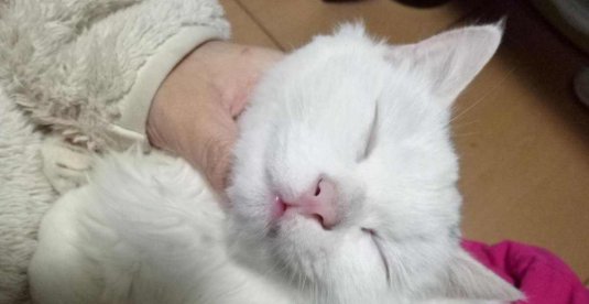 如何判断猫是感冒还是猫鼻支 猫咪得了鼻支几天会出现症状